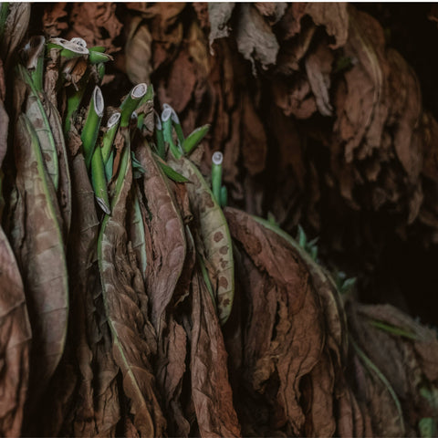 Close-up of dried tobacco leaves with green stems and leaves.